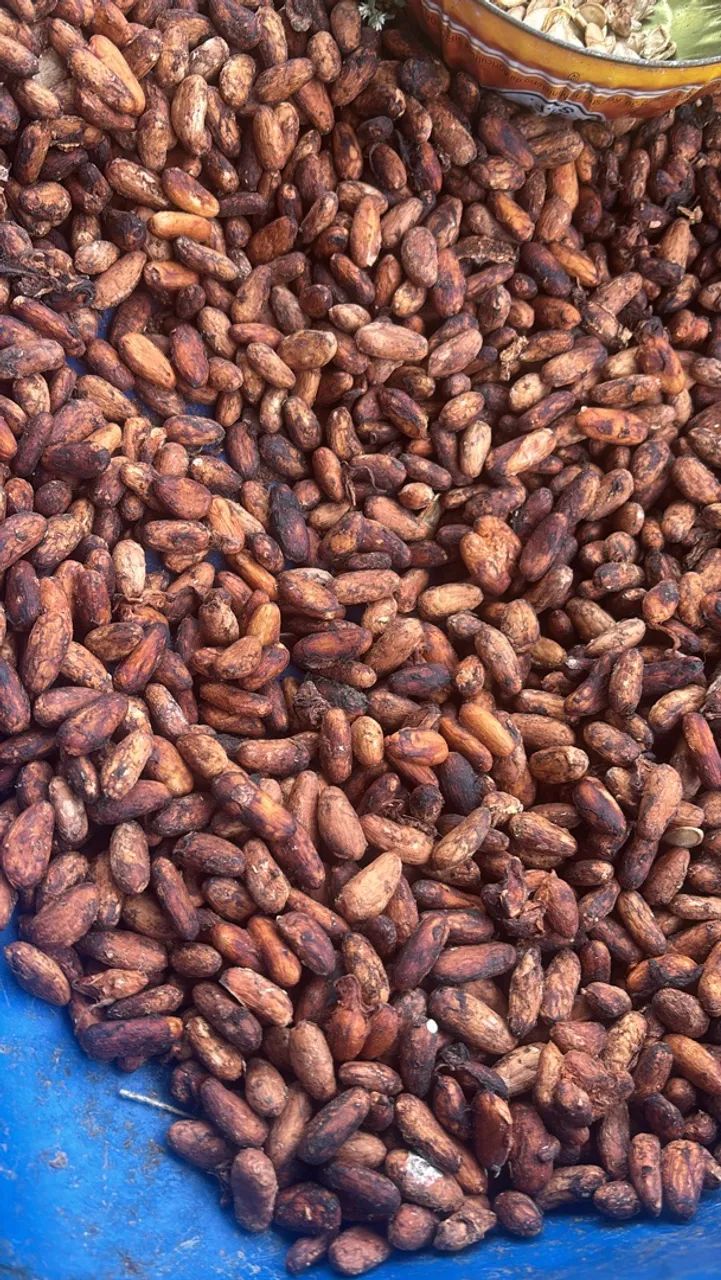 Caroço de cacau