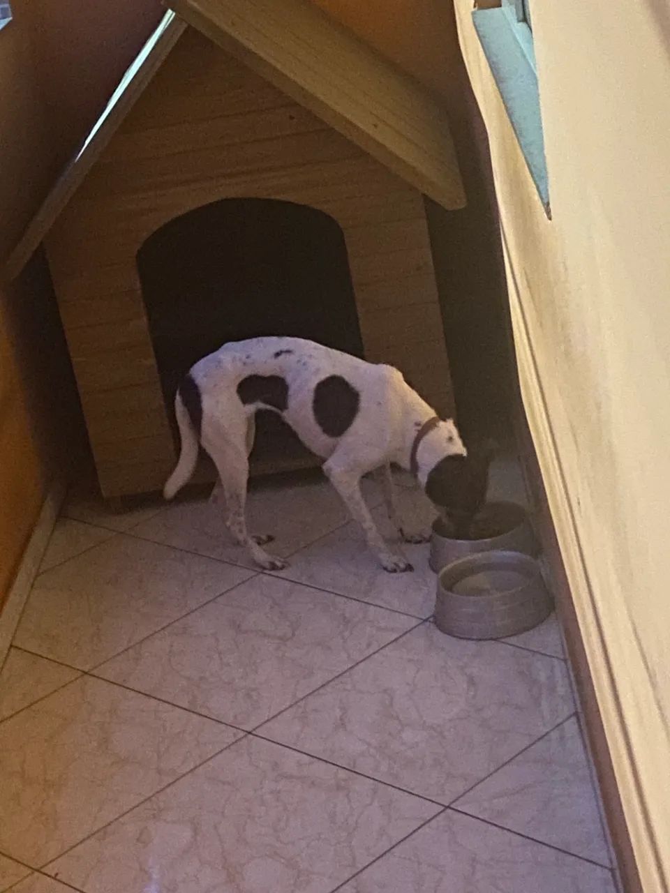 Cachorrinha para adoção 