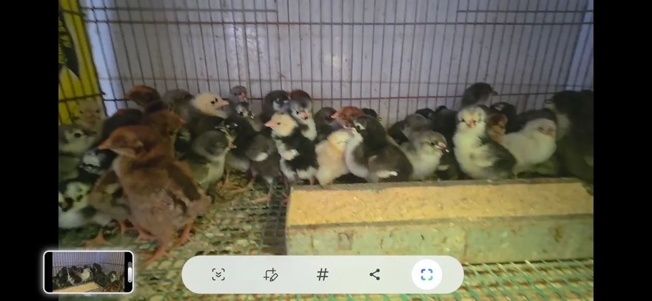Pintinhos caipiras e raças puras. - Foto 2