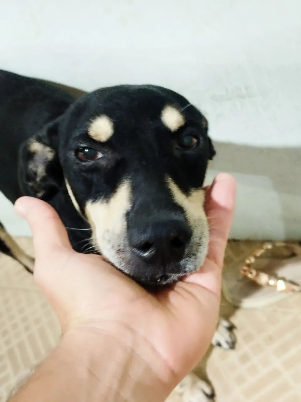 Cachorro SDR - Foto 3