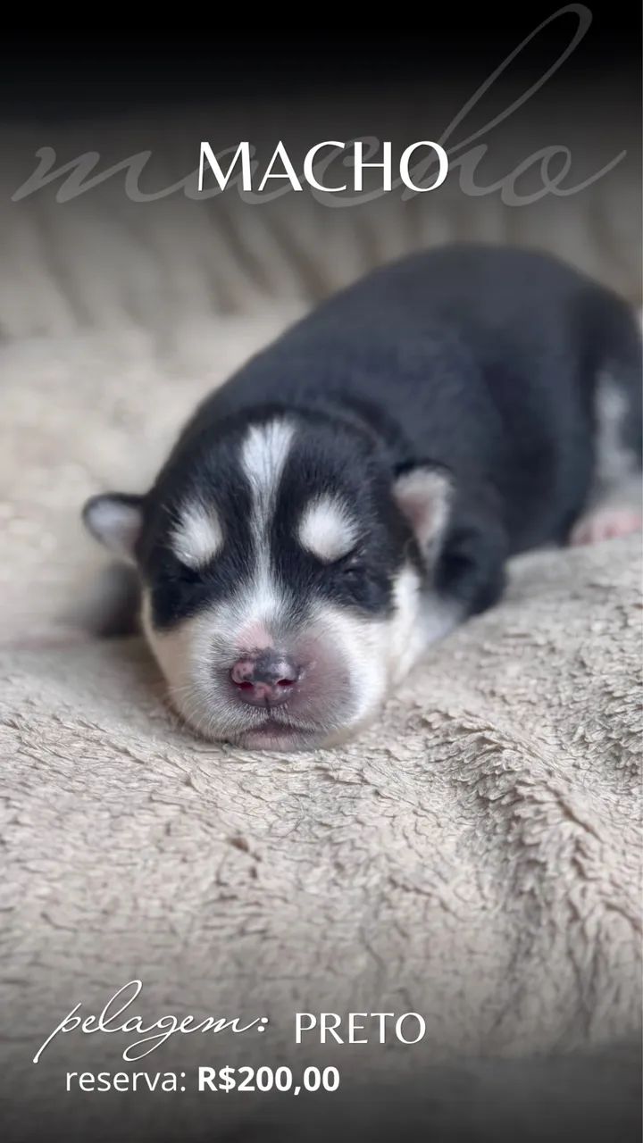 Filhotes Husky Siberiano  - Foto 3