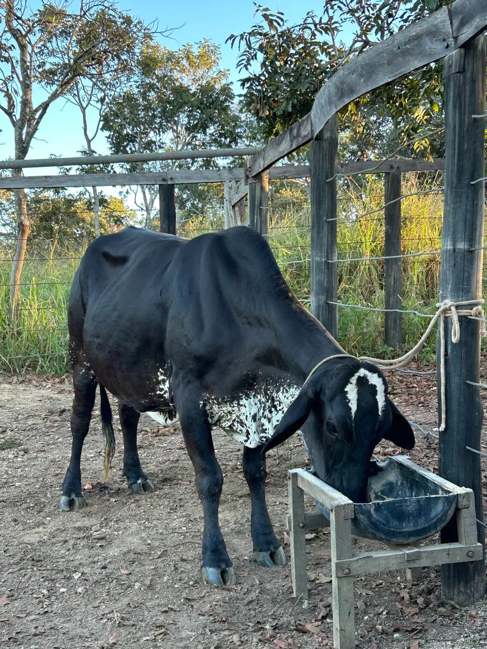 Vacas