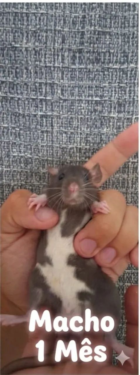 Ratos twister machos 1 mês praia grande/ baixada