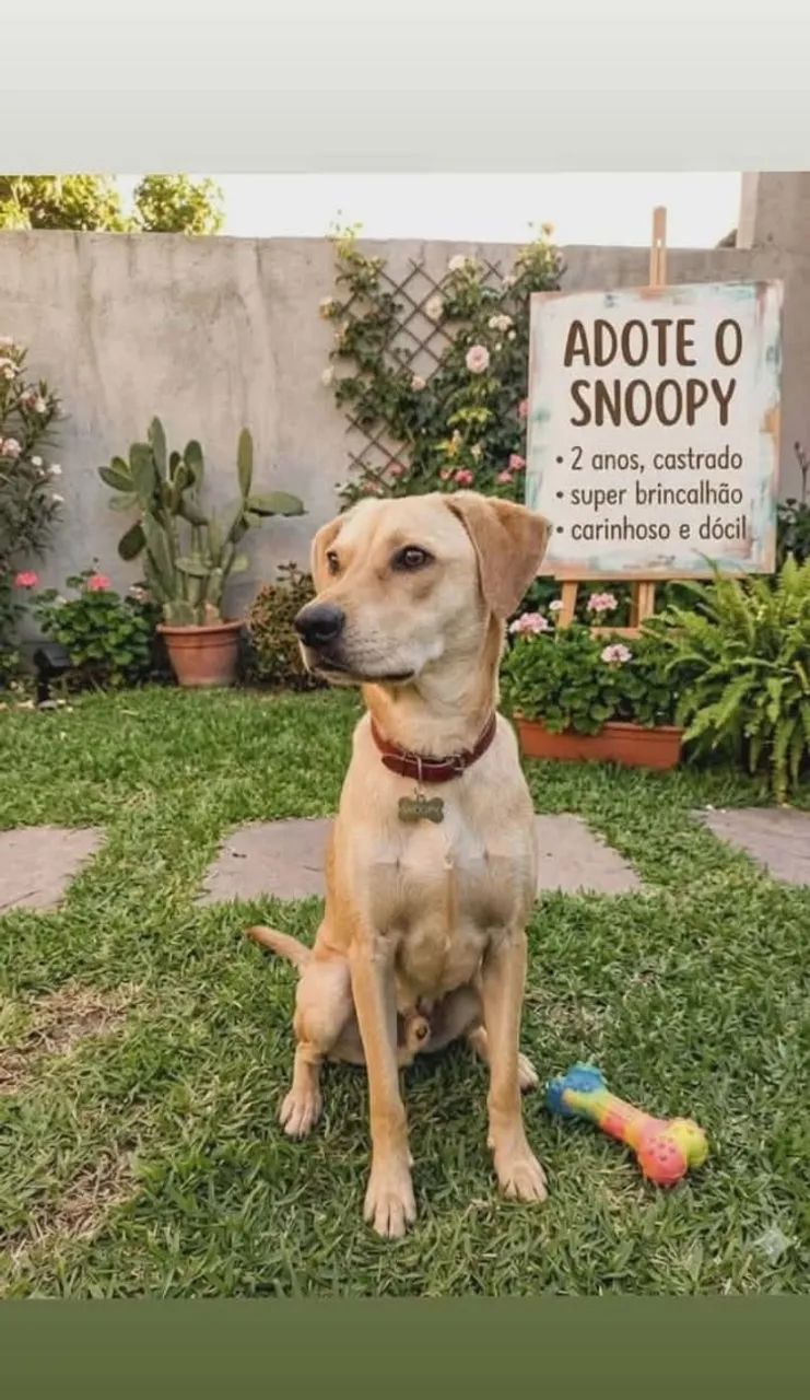 ADOÇÃO RESPONSÁVEL FLORIANÓPOLIS - Foto 2