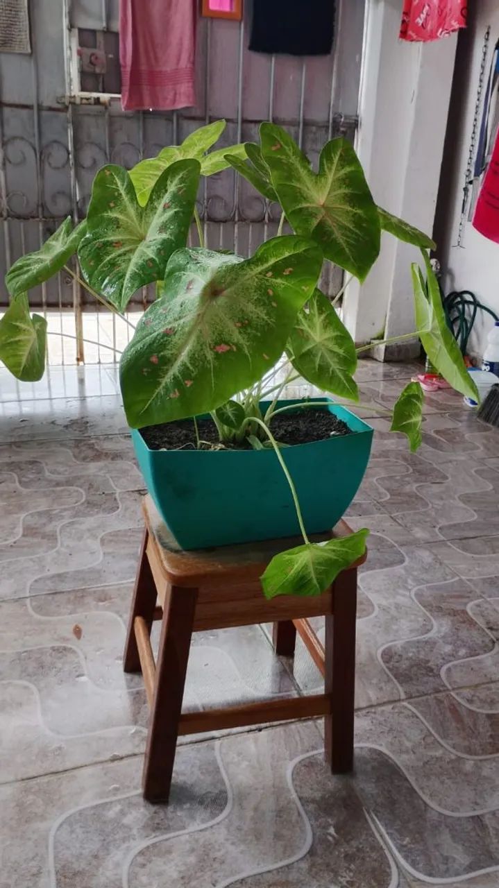 Planta CALÁDIO PROMOÇÃO DE : 65,00 POR: 45,00 - Foto 3