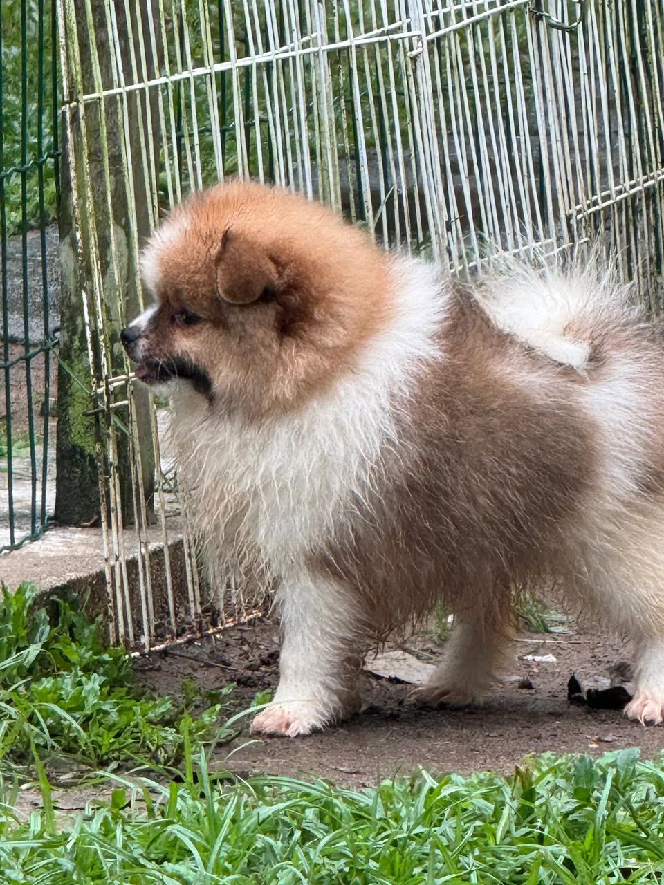 Spitz alemão anão  - Foto 3