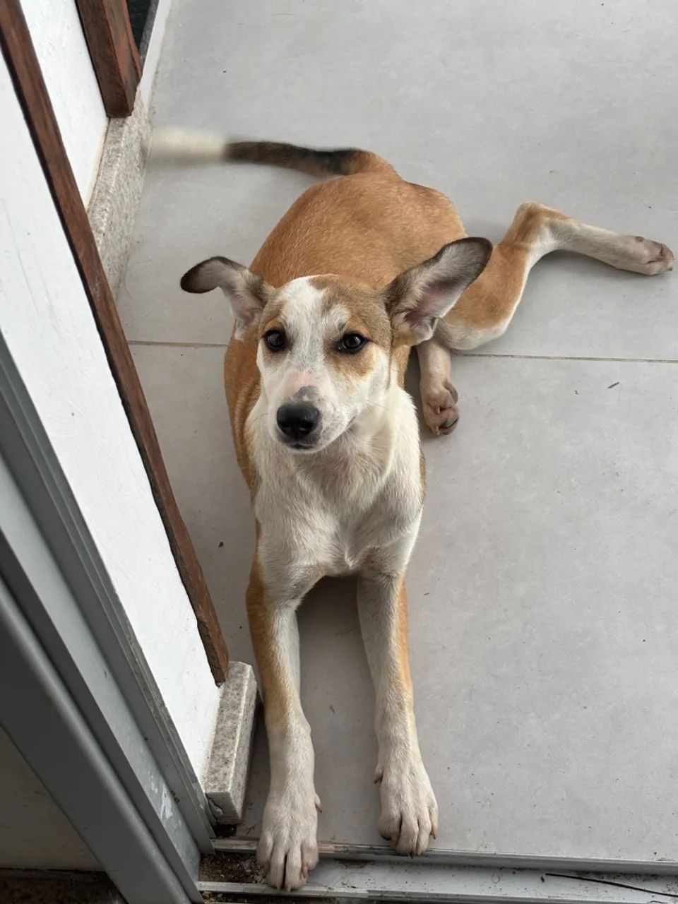 Adoção  - Foto 4