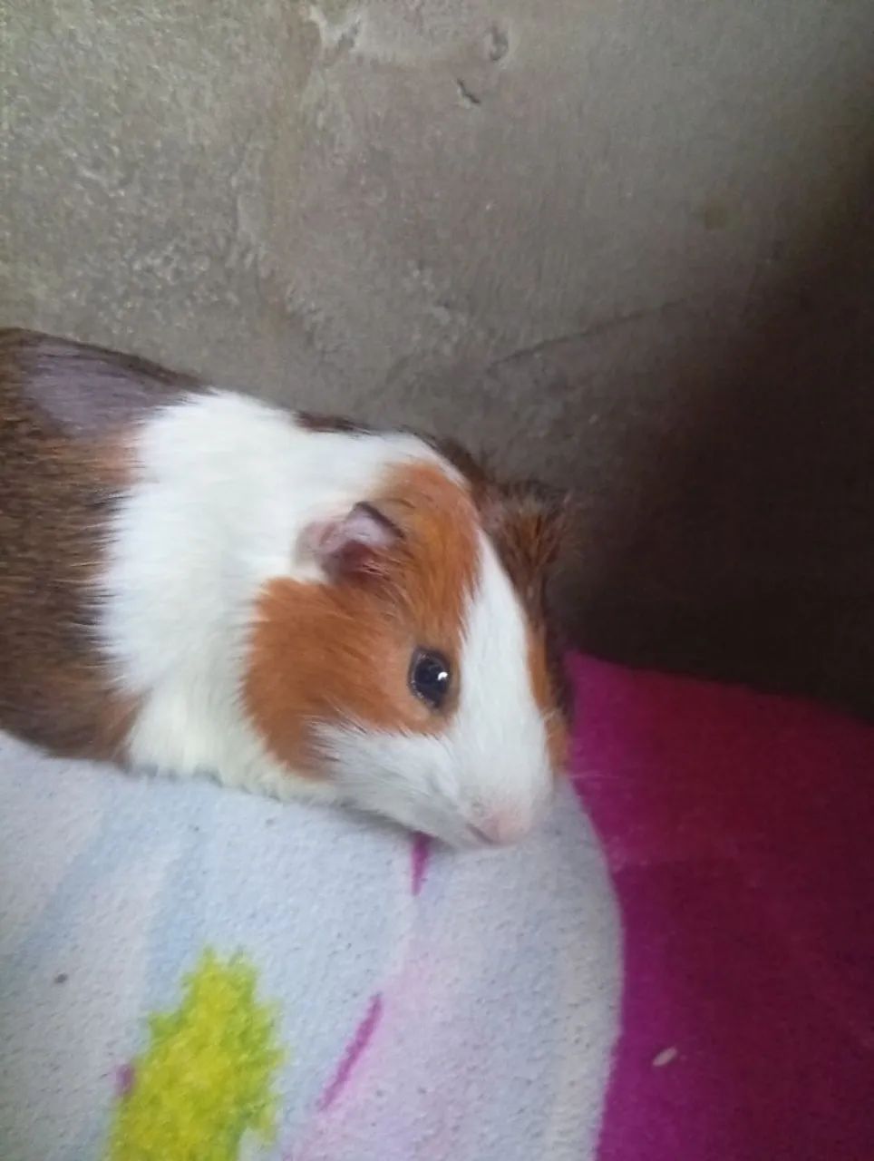 Vendo preá 45 reais. - Foto 2