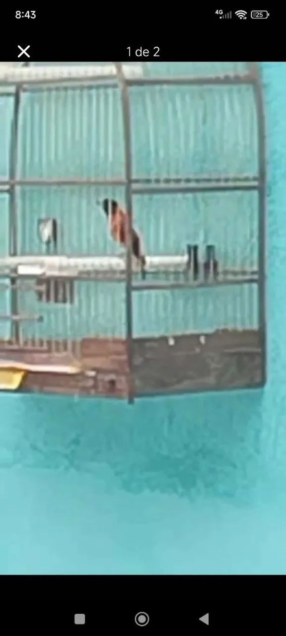 Vendo gaiola  - Foto 4