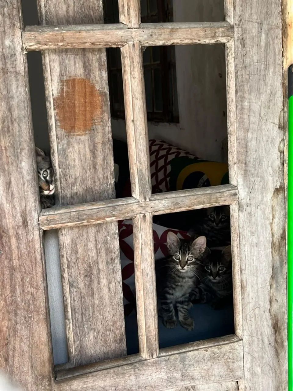Adoção de Gatinhos - Foto 4