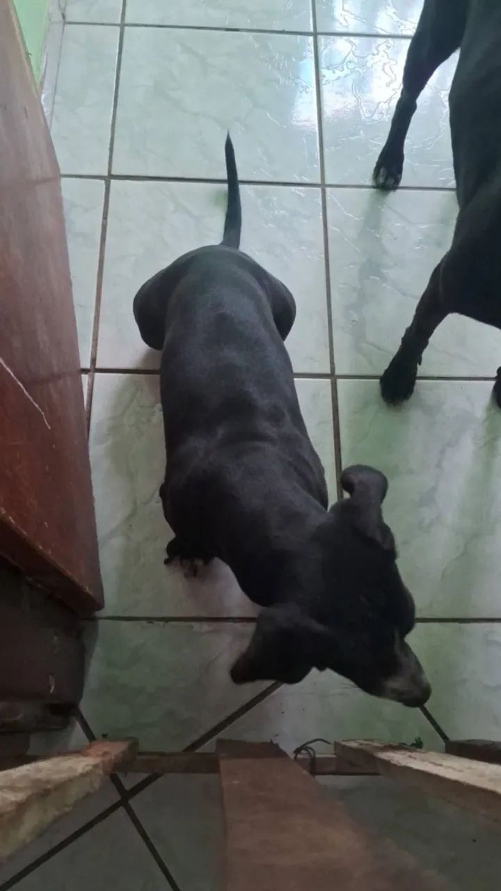Cachorro para doação - Foto 3