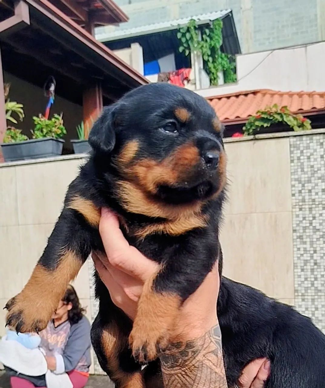 Filhote Fêmea de Rottweiler 