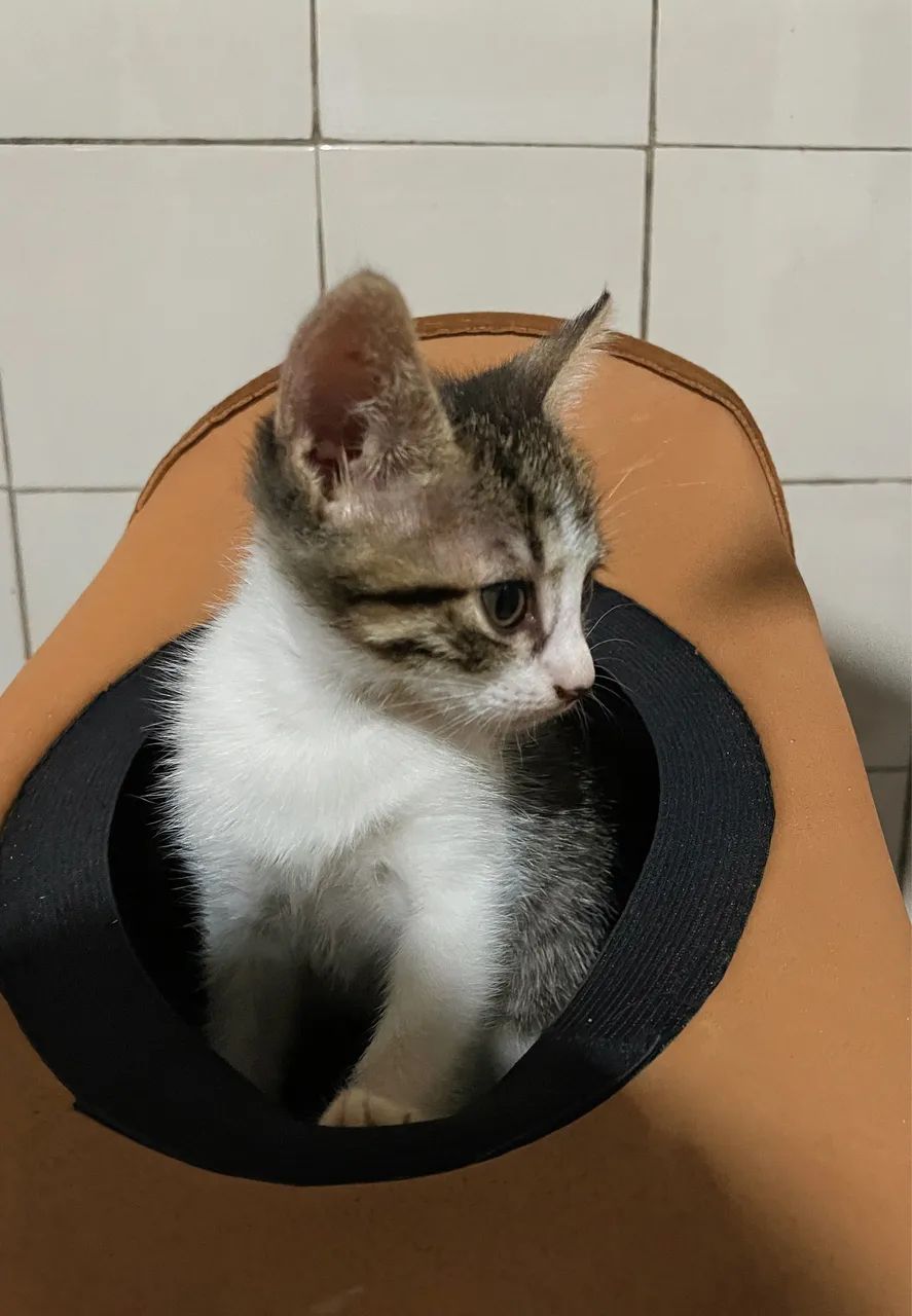 Doação de gatas ? - Foto 4