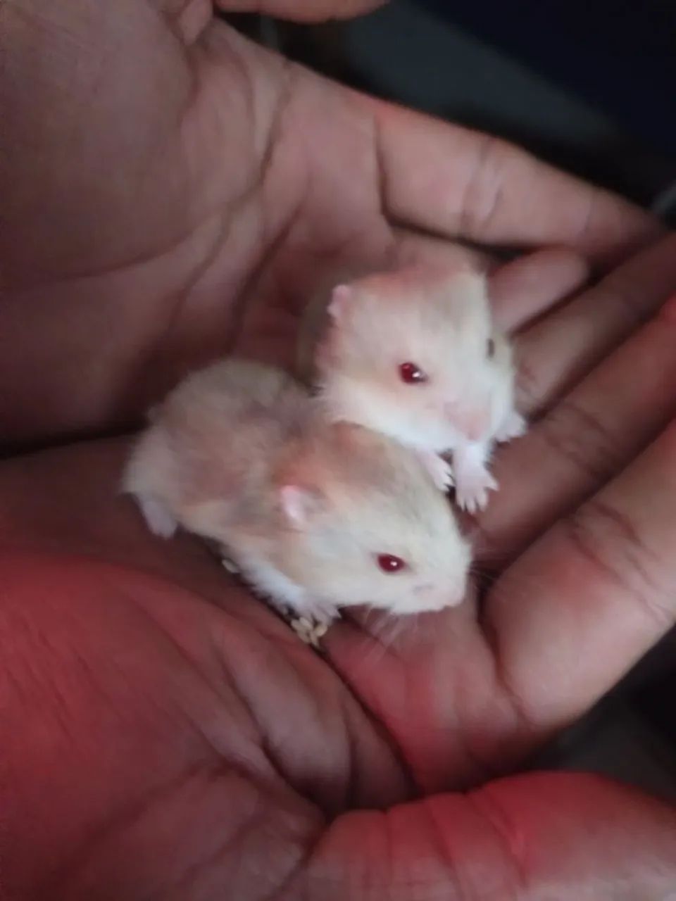 Dwarf Russian Hamster65171893398785122