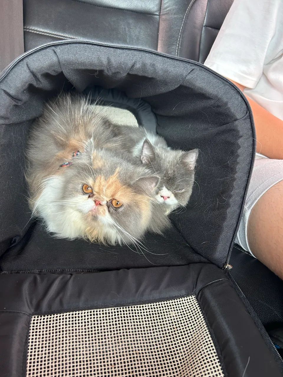 Gata persa  - Foto 4