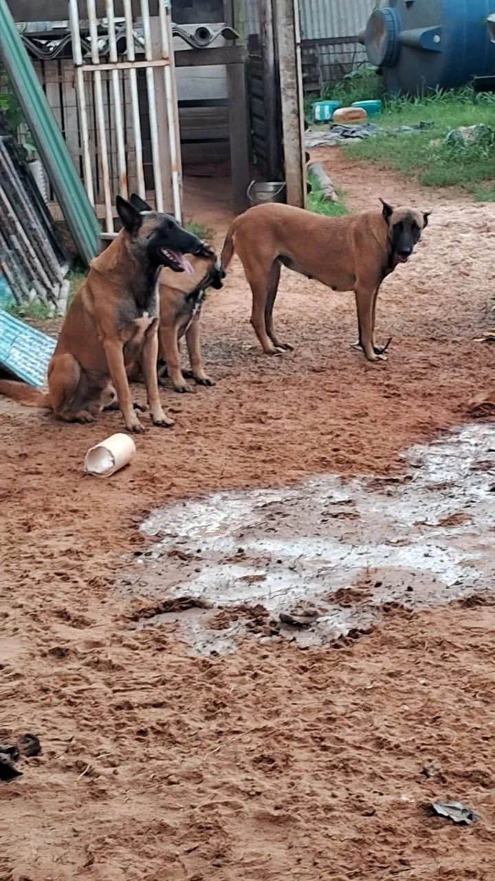 Animais