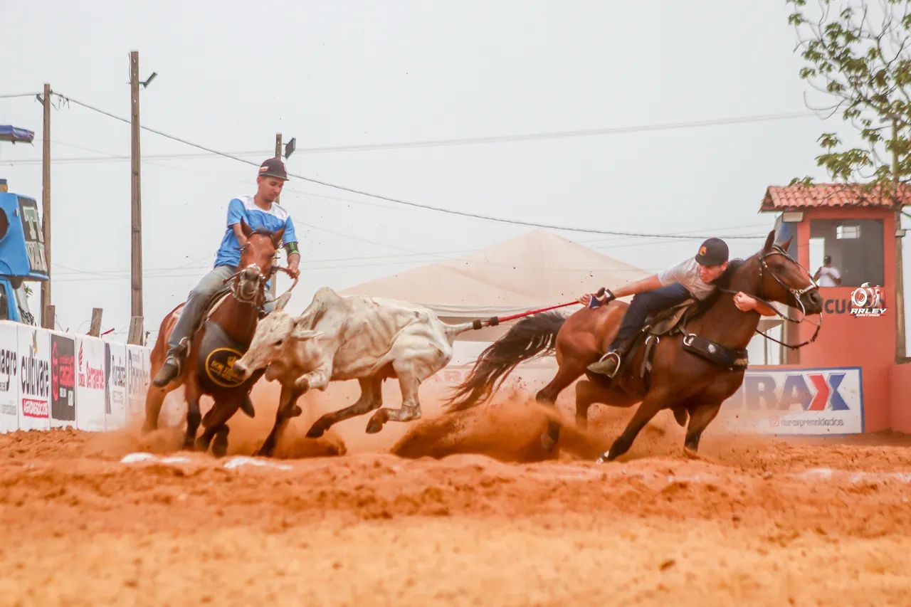 Cavalo direita a venda - Foto 4