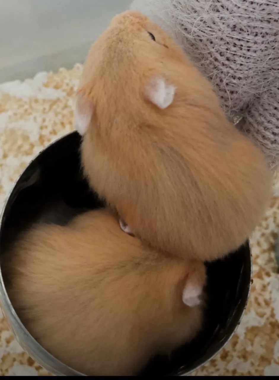 Filhotes de hamster anão russo - Foto 5