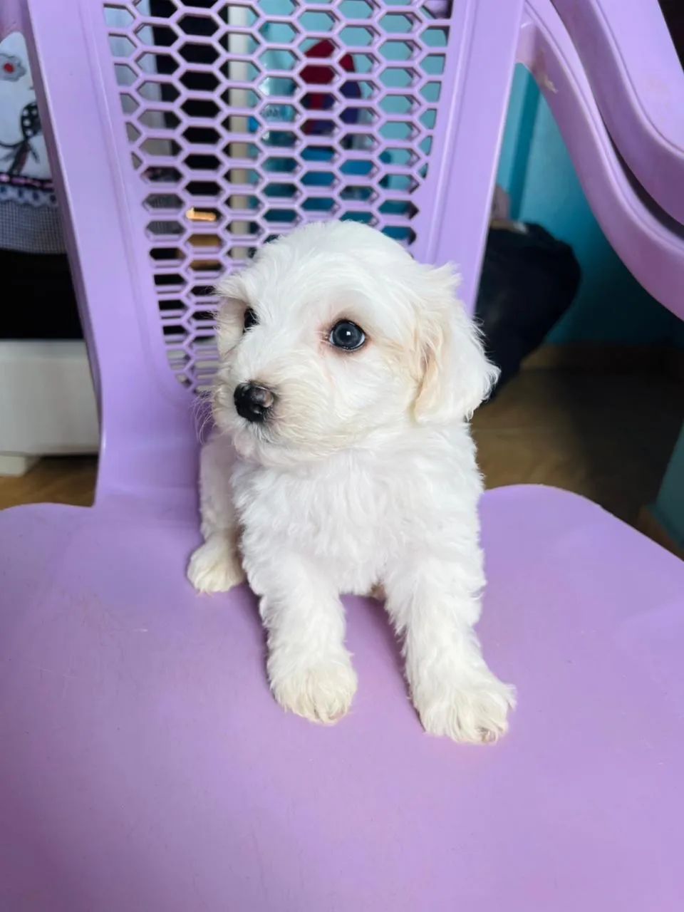 Poodle 600$