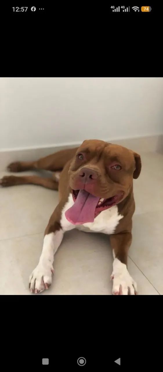 cachorro pit bul  - Foto 3