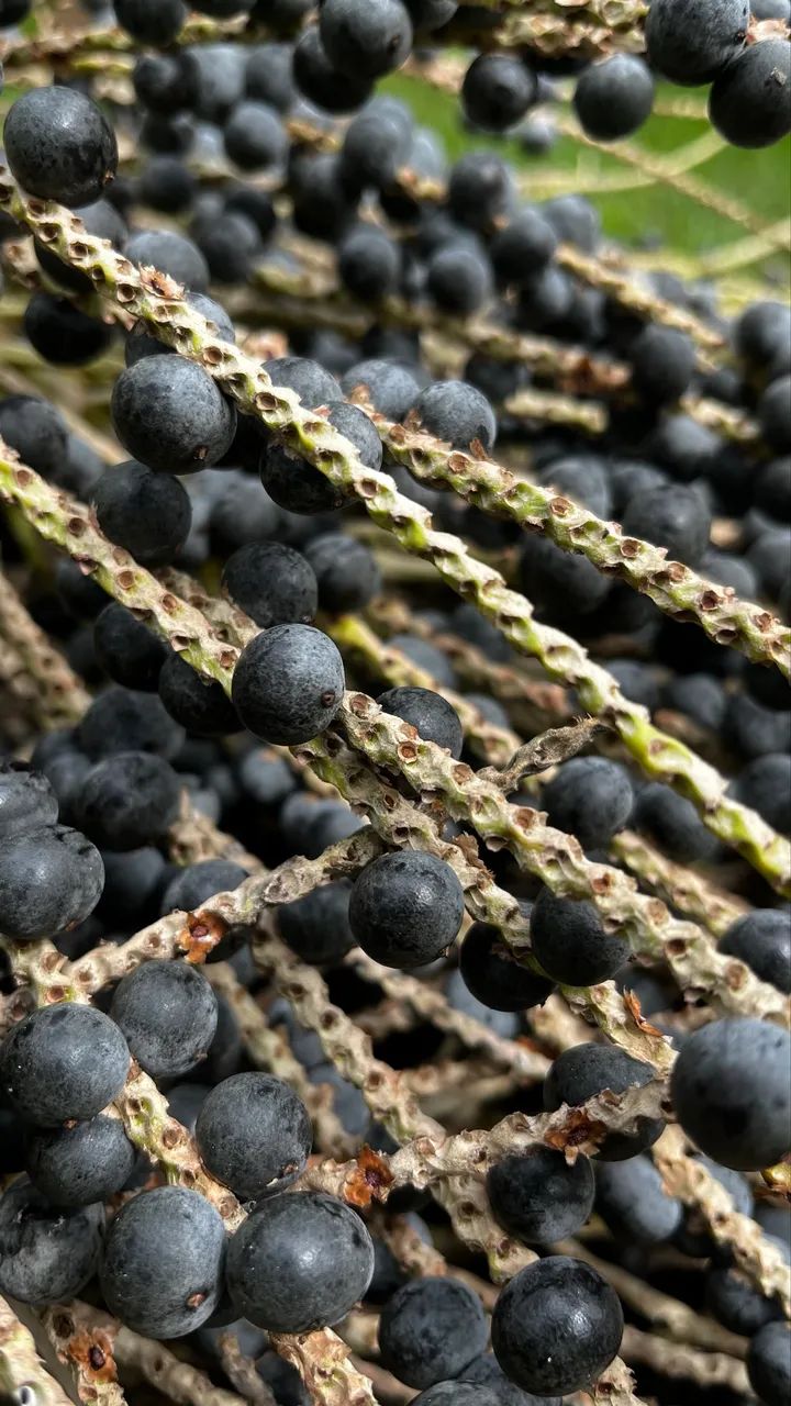 Saca de açaí em Caroço - 50 kgs - Ótima Qualidade - Foto 4