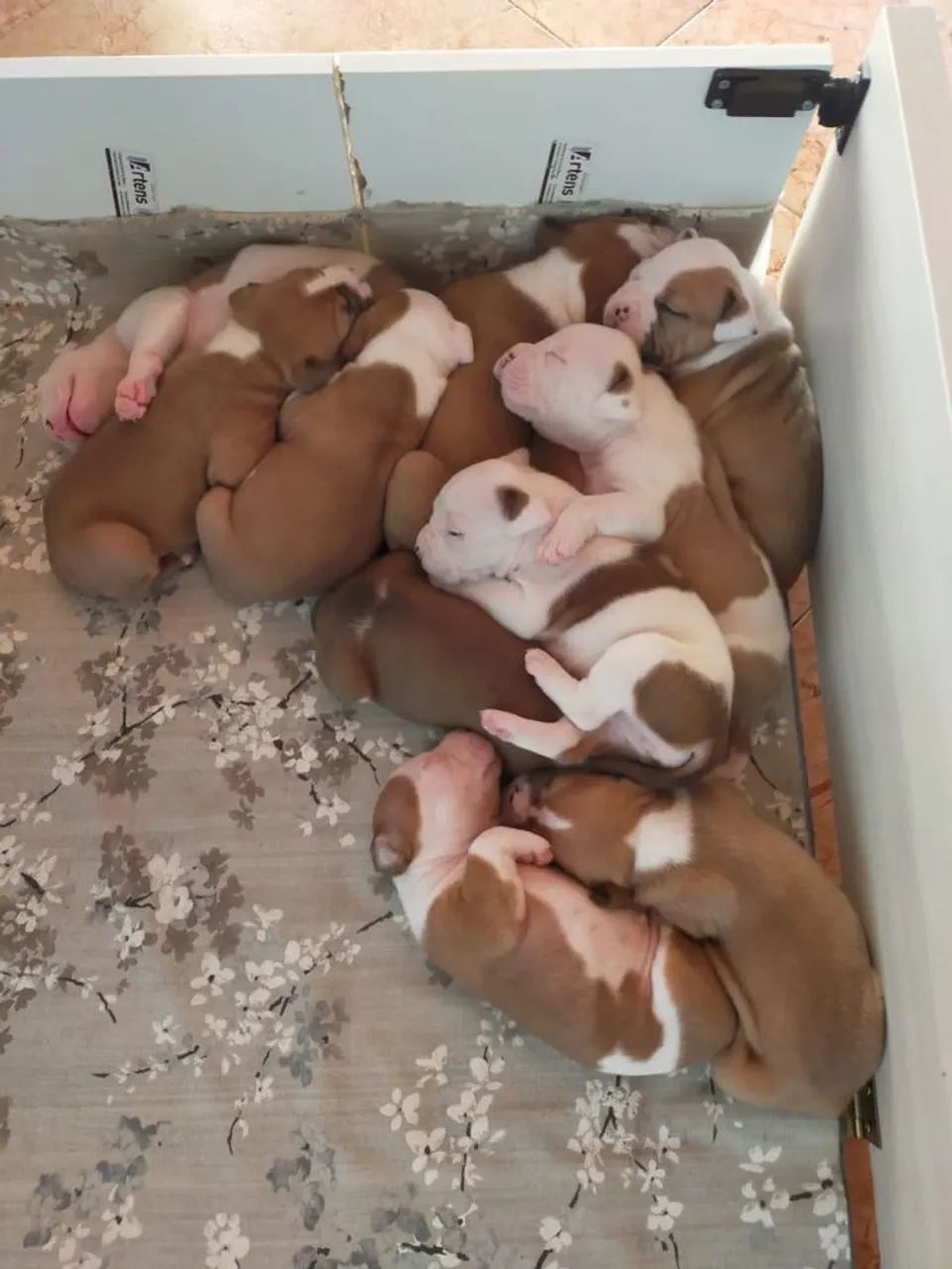 Vende-se filhotes de Pitbull 