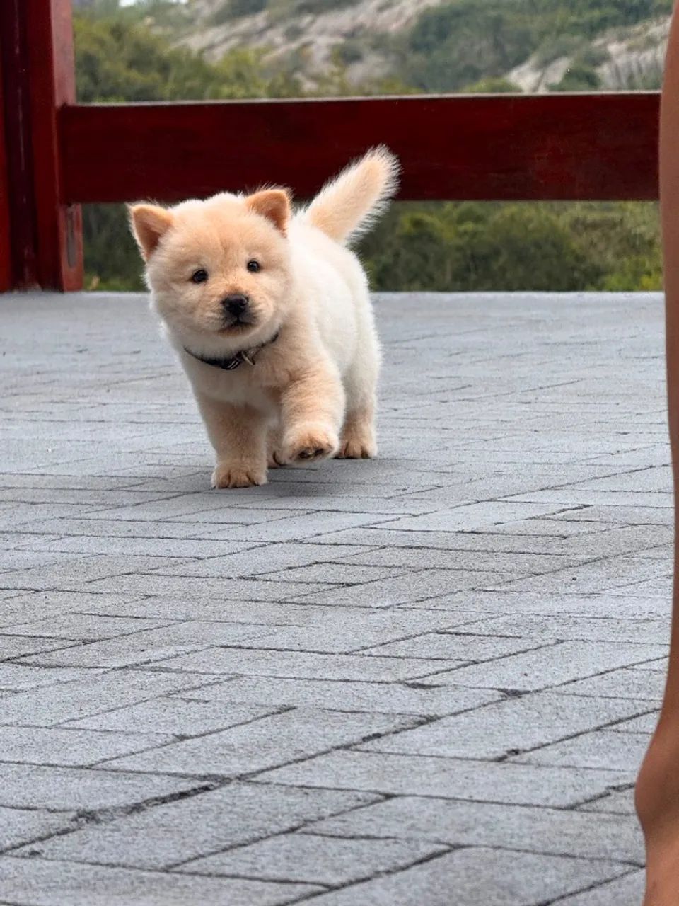 Cachorro chow chow 