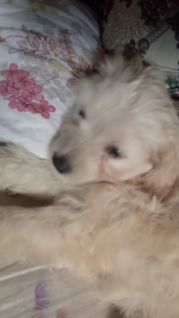 Podle filhote 2 meses - Foto 3