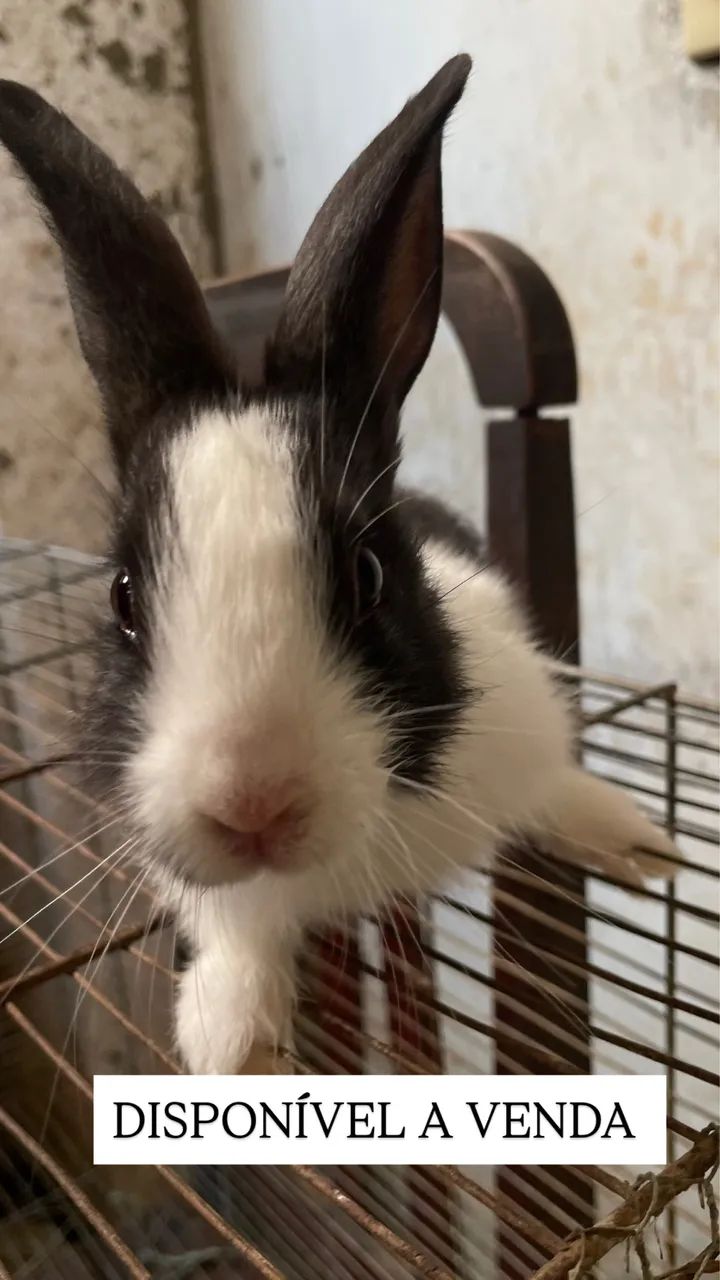 Coelhos comuns  - Foto 2