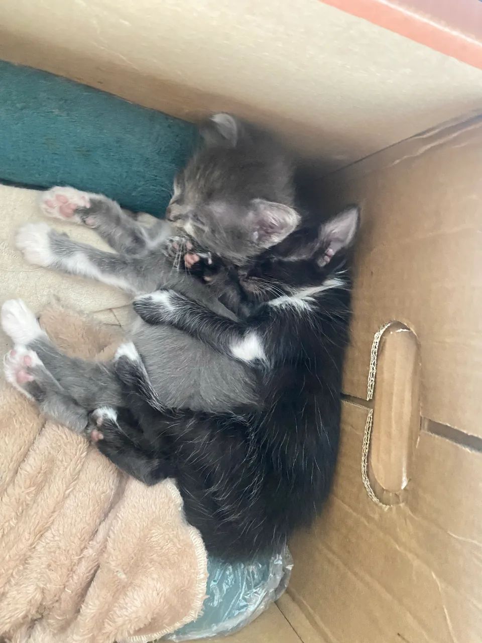 DOA-SE GATOS COM URGÊNCIA  - Foto 5