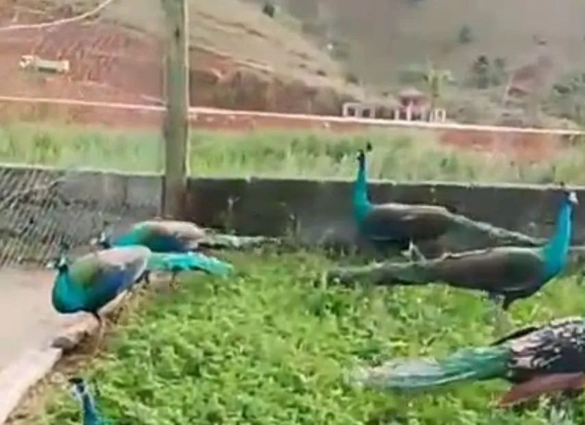 galos verde - Foto 4