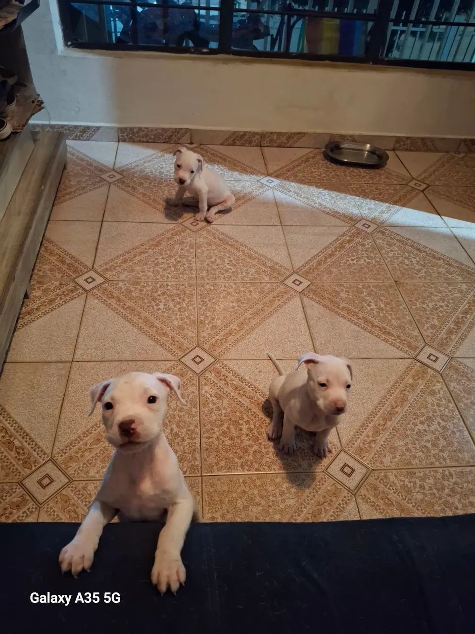 Filhotes de pitbul puro disponível  - Foto 3