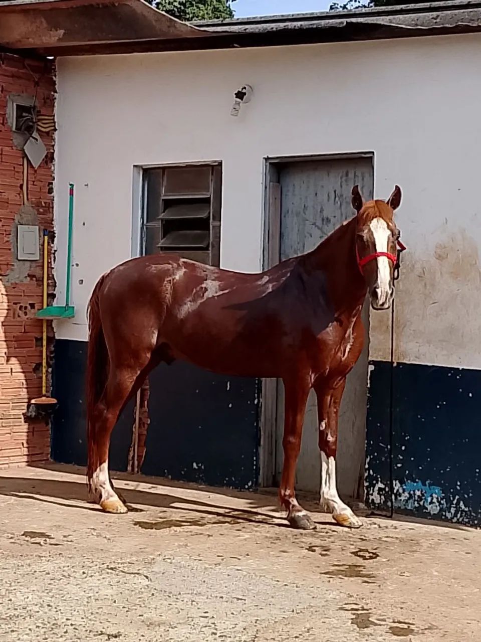 Vendo Cavalo Mangalarga Paulista - 7 anos - Foto 2