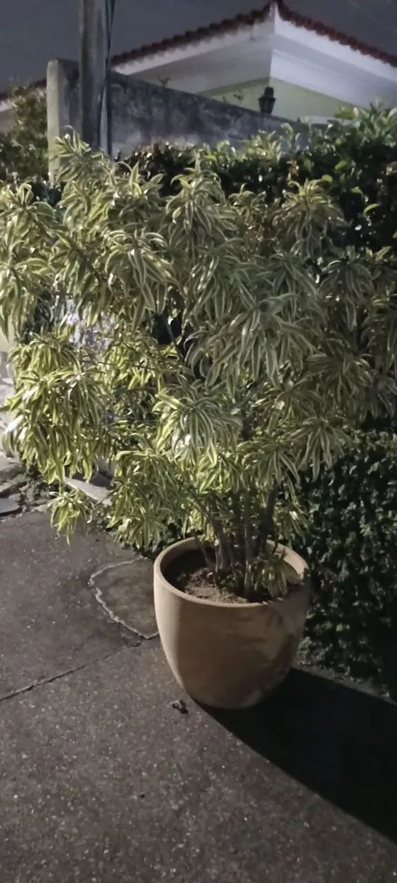 Plantas  - Foto 2