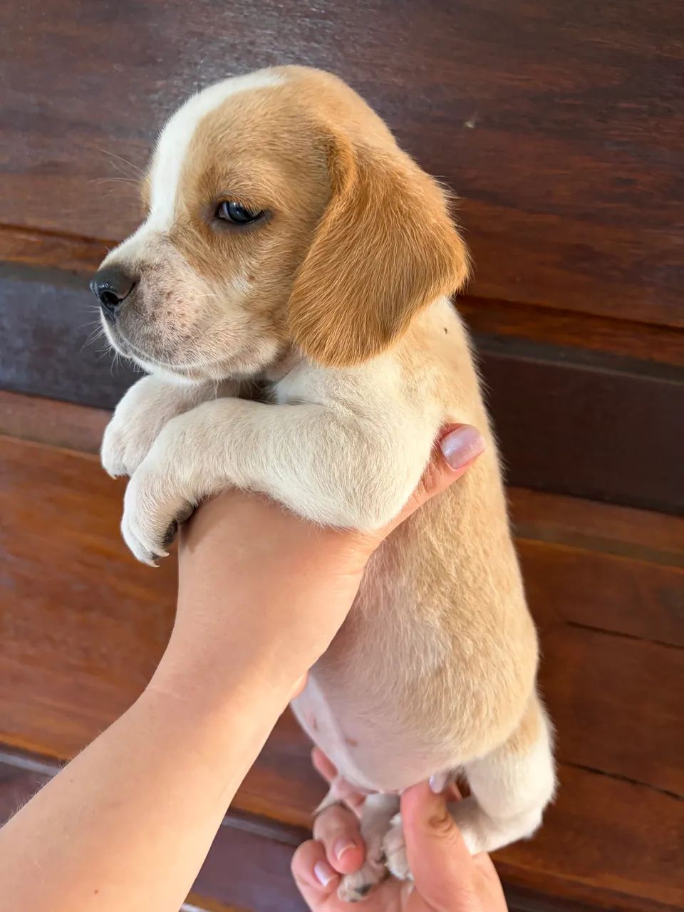 Filhote beagle 