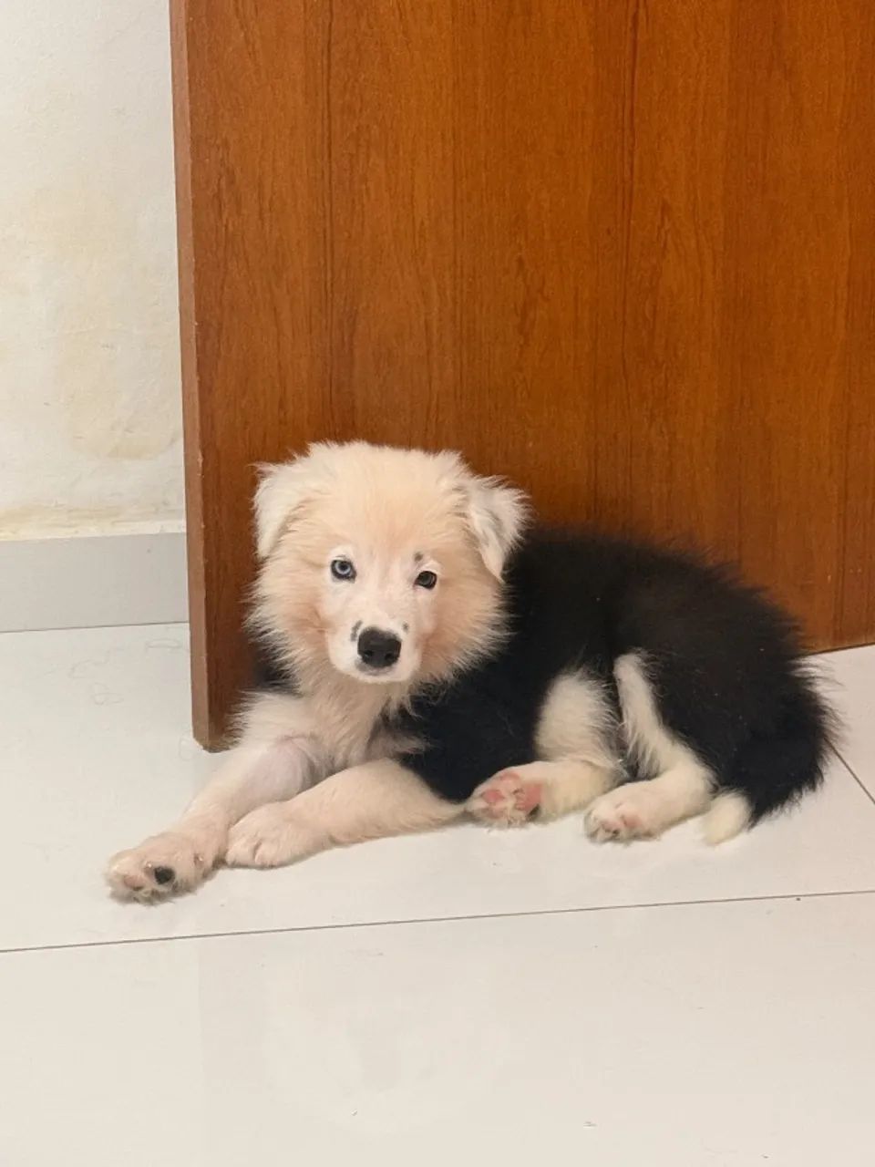 Border collie - Foto 2