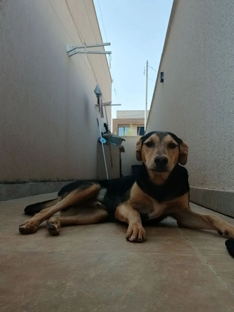 Cachorro para doação  - Foto 2