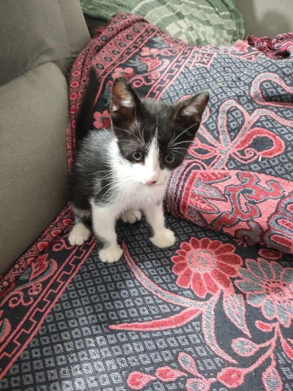 Doação Gatinho Macho  - Foto 4