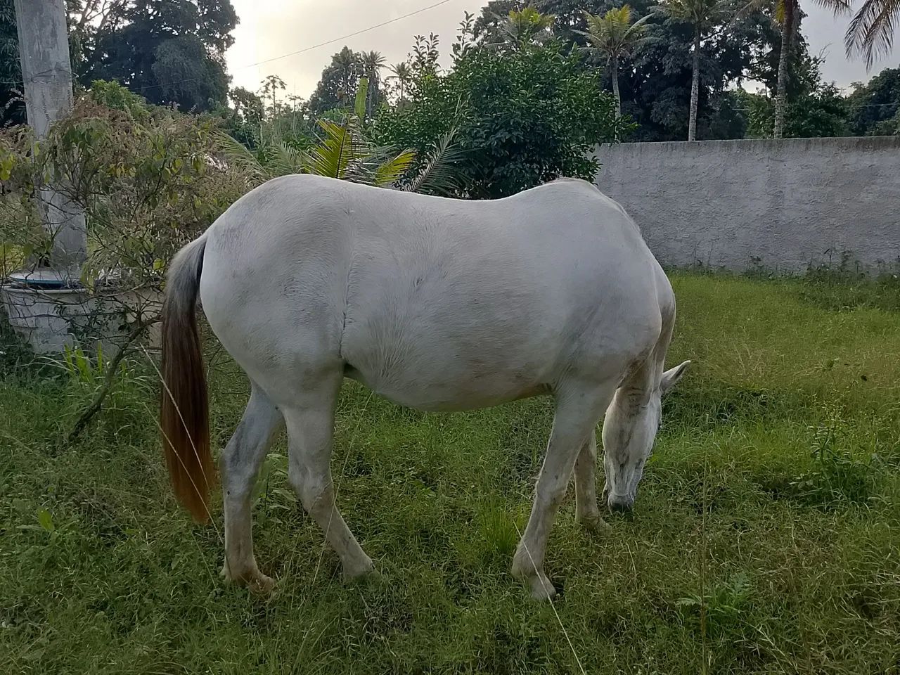 Égua prenha + charretinha  - Foto 6