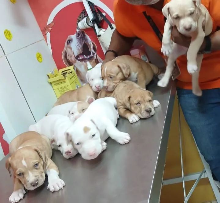 Filhotes de pit monstro $ 800,00 - Foto 4
