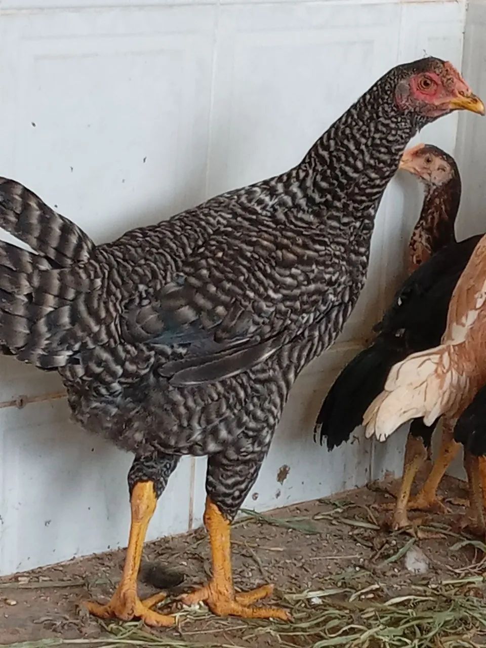 Galinha balão - Foto 3