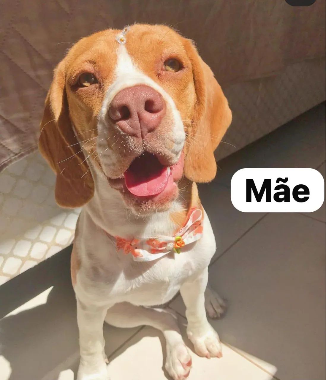 Beagle Macho - 9 meses - Foto 5