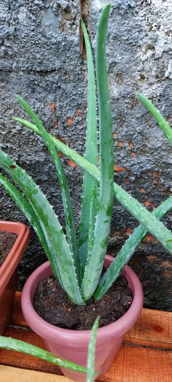 Muda de babosa - Foto 2