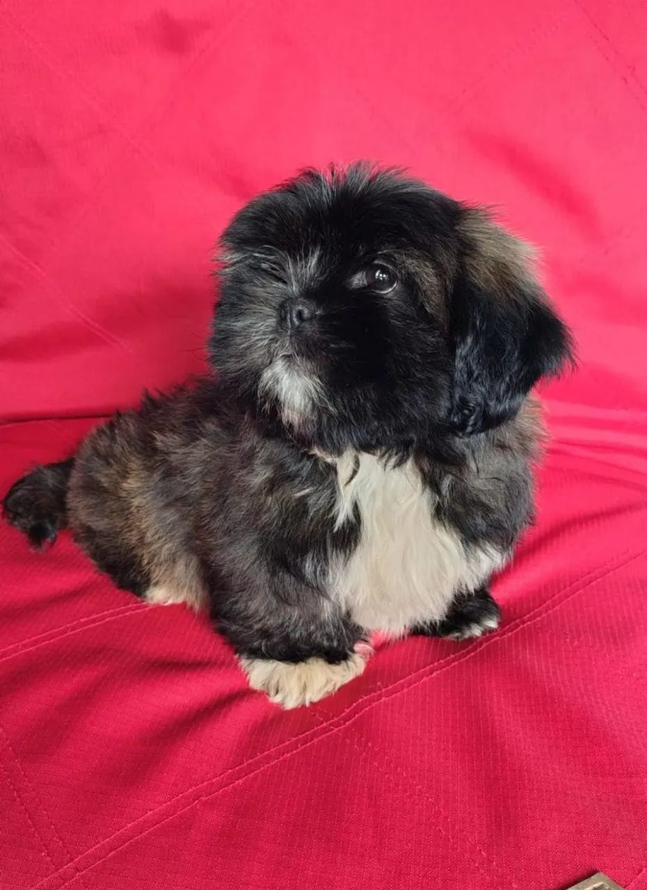 LHASA APSO MACHO BEM PEQUENO  - Foto 5