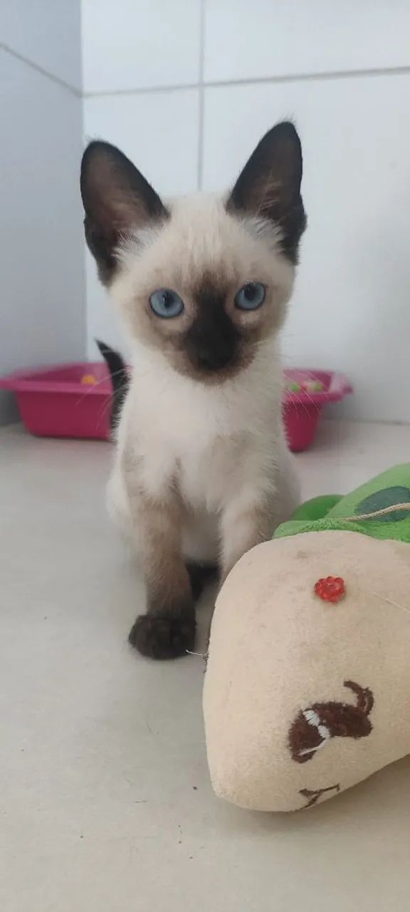 Gata siamês, 2 meses