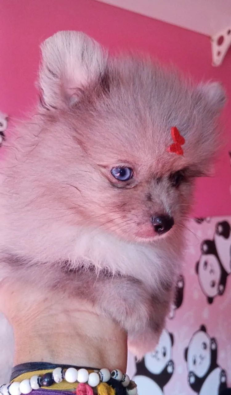 Spitz cor exóticas anao - Foto 4