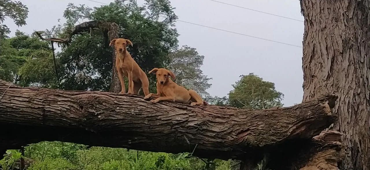 Agronegócio Expandir Produção e ou Lazer? - Foto 2