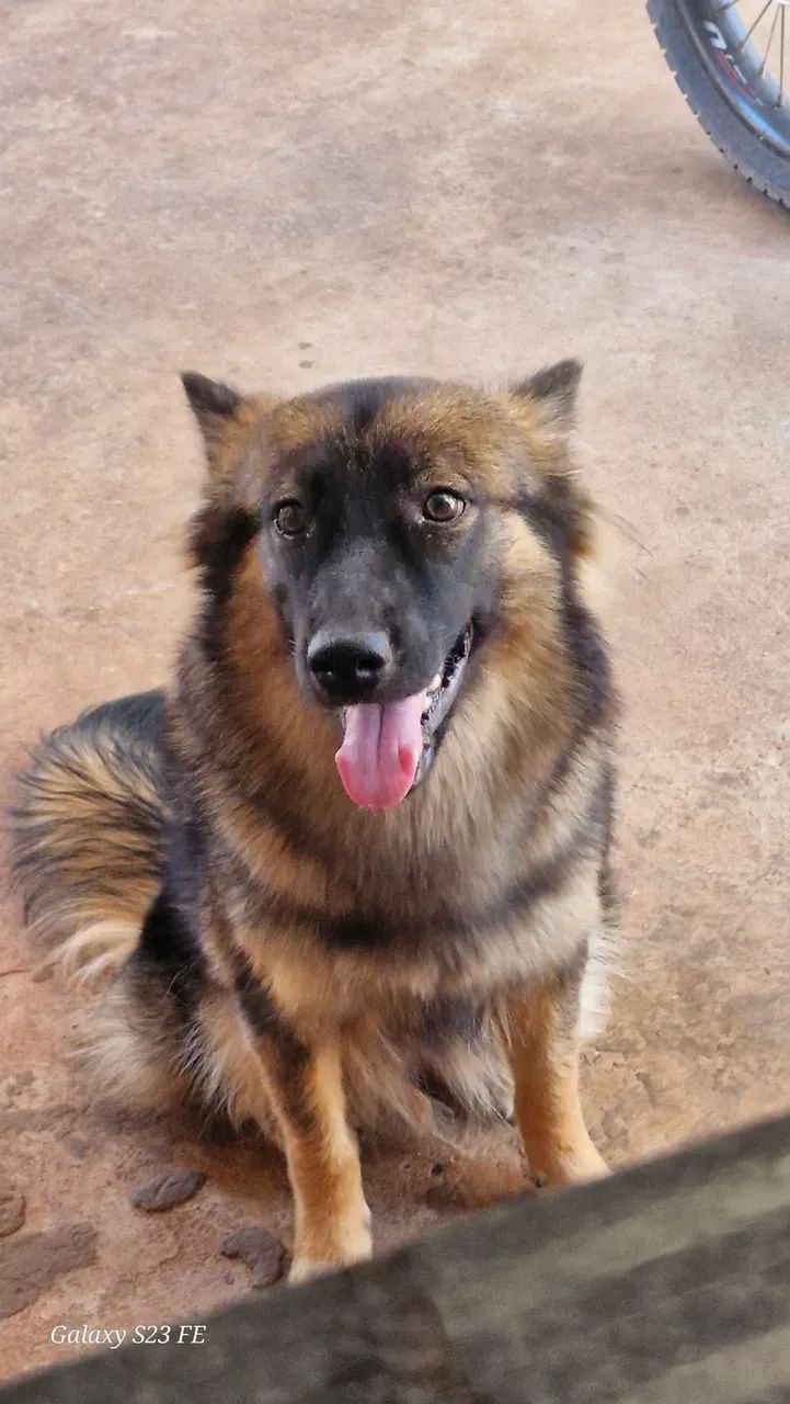 Cachorra  - Foto 2