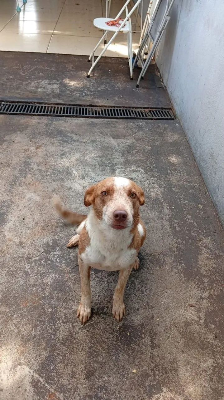 Adoção responsável  - Foto 2
