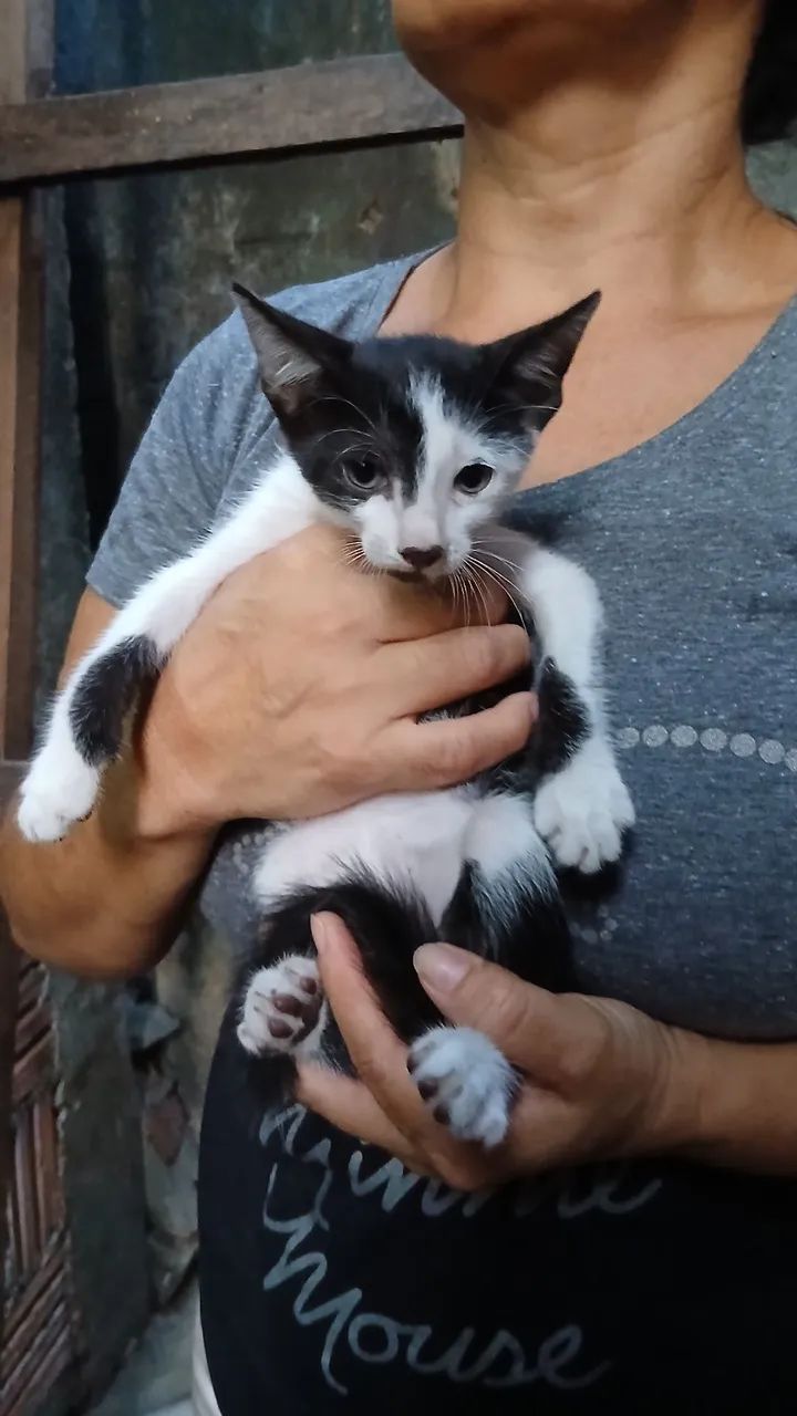 ANIMAIS PRA ADOÇÃO RESPONSÁVEL, CONSCIÊNTE E DEFINITIVA.  - Foto 2
